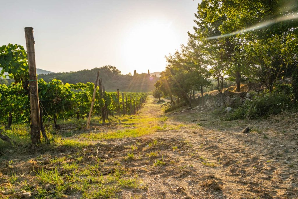 Landschaft in der Toskana mit Weinberg